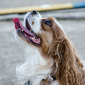 Dog looking up