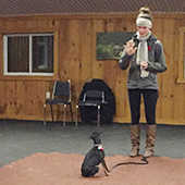 woman training dog
