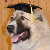 dog wearing a graduation hat